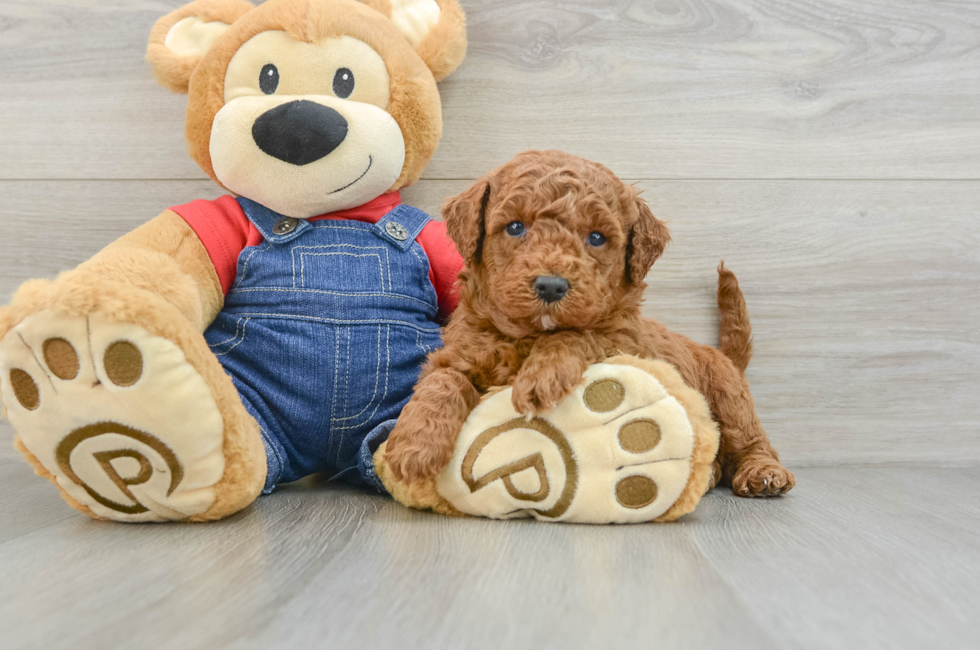 5 week old Mini Goldendoodle Puppy For Sale - Premier Pups