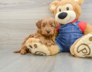 7 week old Mini Goldendoodle Puppy For Sale - Premier Pups