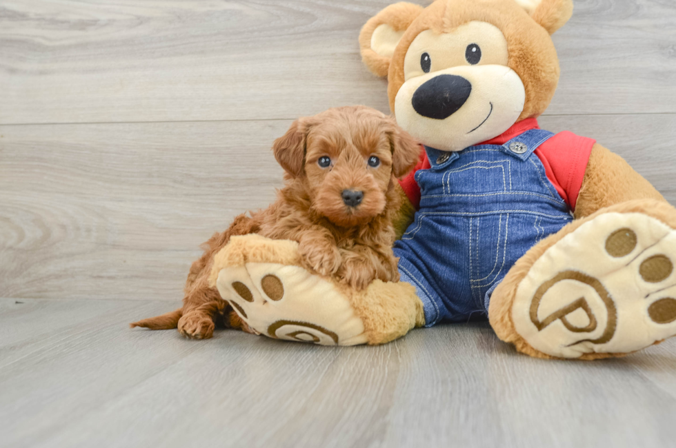 6 week old Mini Goldendoodle Puppy For Sale - Premier Pups