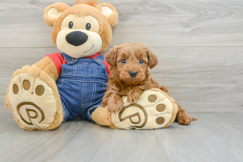 Smart Mini Goldendoodle Poodle Mix Pup