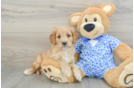 Mini Goldendoodle Puppy for Adoption