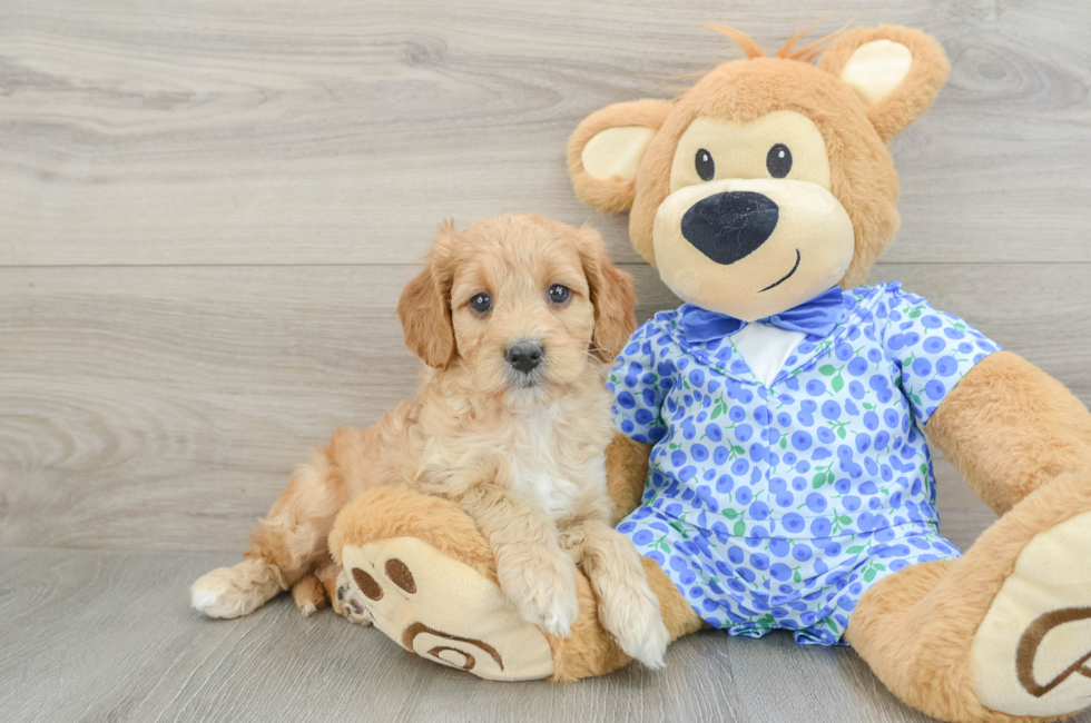 5 week old Mini Goldendoodle Puppy For Sale - Premier Pups