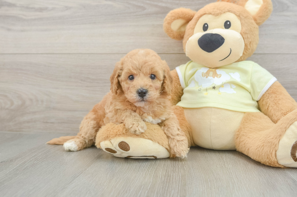 5 week old Mini Goldendoodle Puppy For Sale - Premier Pups