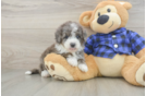 Best Mini Goldendoodle Baby