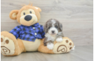 Petite Mini Goldendoodle Poodle Mix Pup