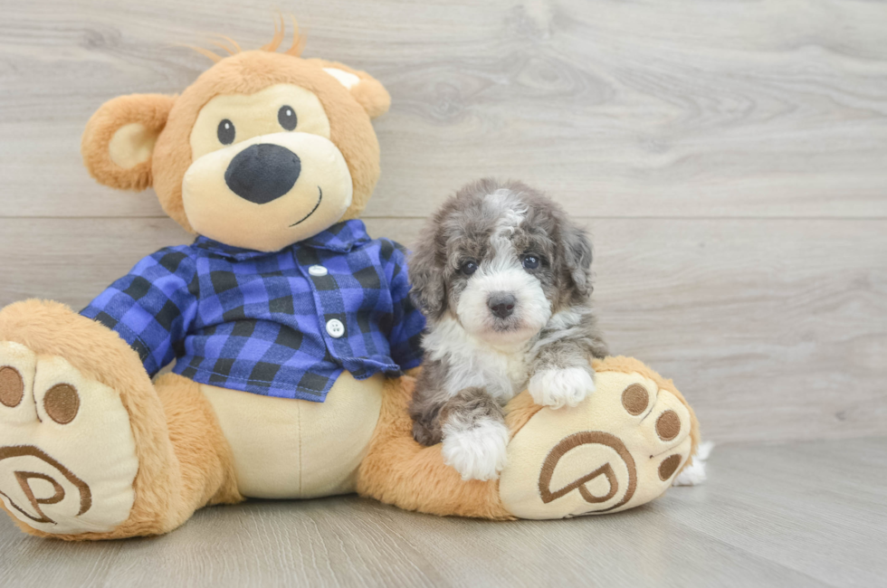 5 week old Mini Goldendoodle Puppy For Sale - Premier Pups