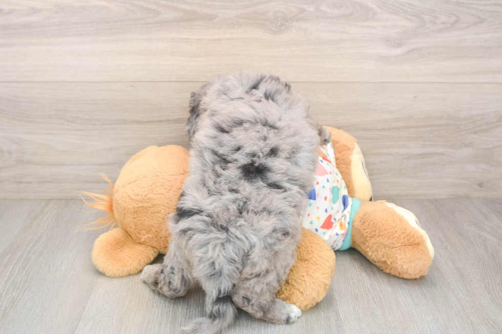 Best Mini Goldendoodle Baby