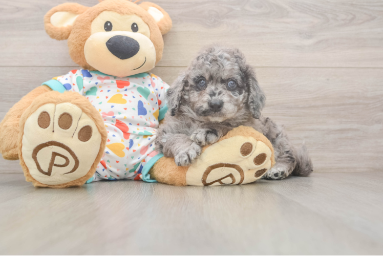 Mini Goldendoodle Pup Being Cute