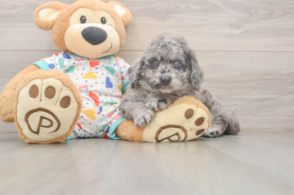5 week old Mini Goldendoodle Puppy For Sale - Premier Pups