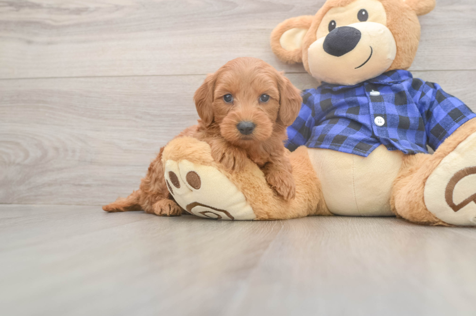 6 week old Mini Goldendoodle Puppy For Sale - Premier Pups