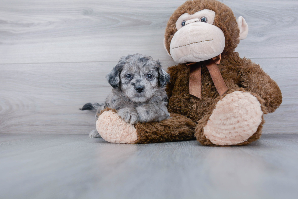 Mini Goldendoodle Pup Being Cute