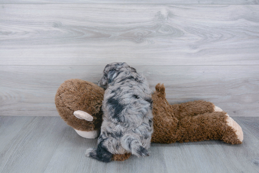 Adorable Golden Retriever Poodle Mix Puppy