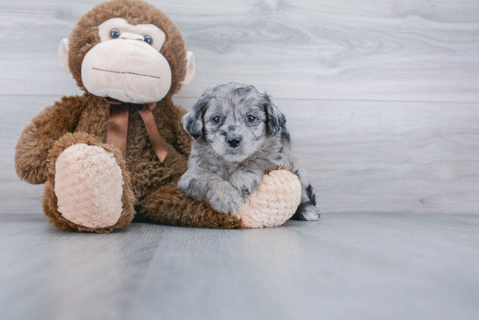 Mini Goldendoodle Pup Being Cute