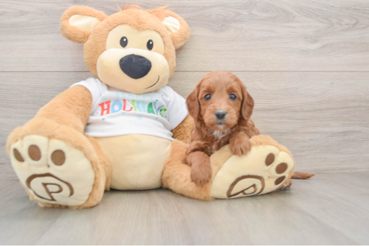 Mini Goldendoodle Pup Being Cute