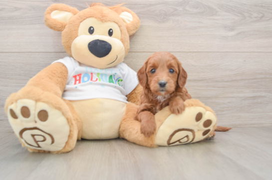Mini Goldendoodle Pup Being Cute