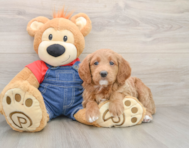 7 week old Mini Goldendoodle Puppy For Sale - Premier Pups