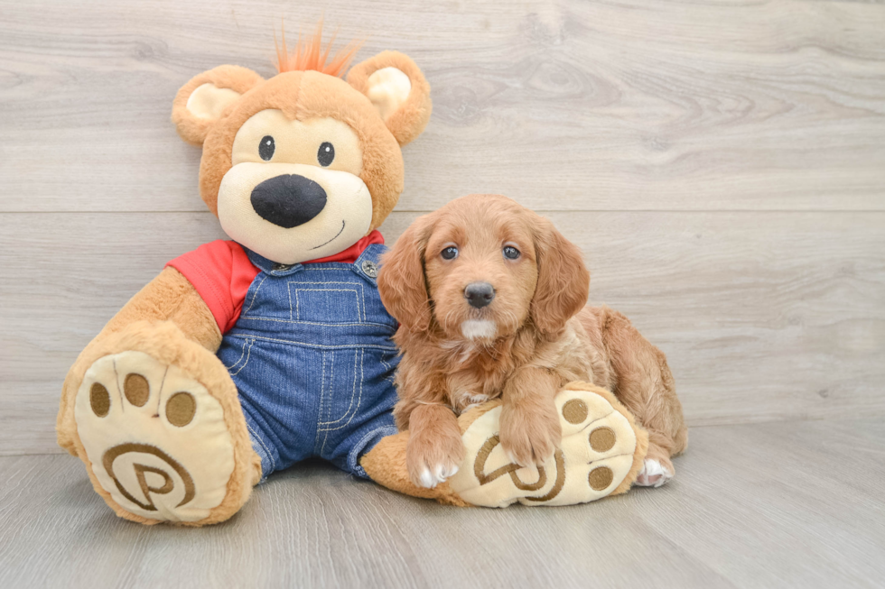 Mini Goldendoodle Puppy for Adoption