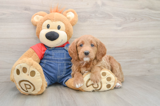 Mini Goldendoodle Puppy for Adoption