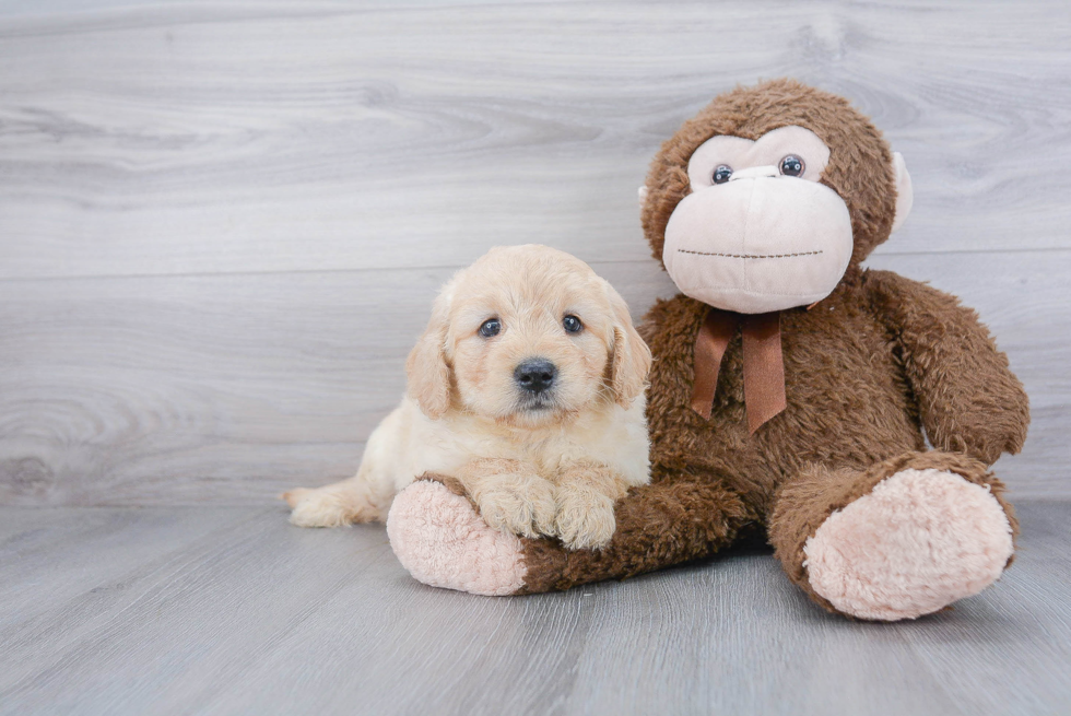 Funny Mini Goldendoodle Poodle Mix Pup