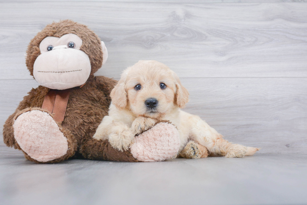 Cute Mini Goldendoodle Baby