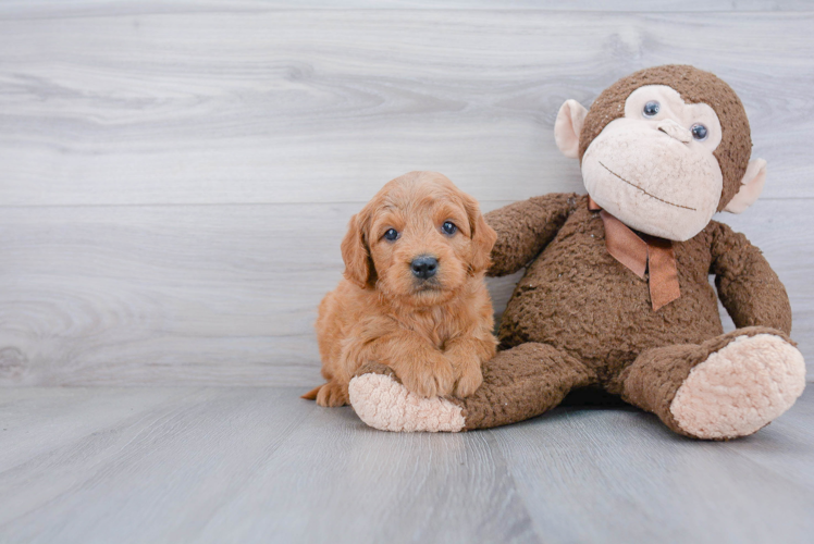 Petite Mini Goldendoodle Poodle Mix Pup