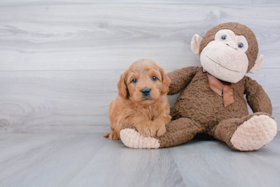 Petite Mini Goldendoodle Poodle Mix Pup