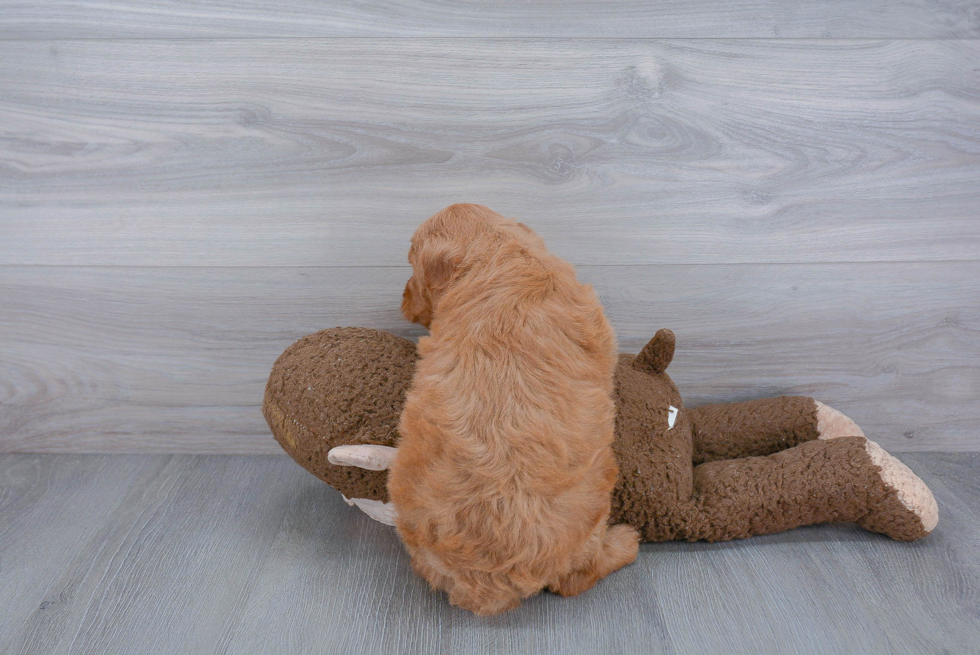 Hypoallergenic Golden Retriever Poodle Mix Puppy