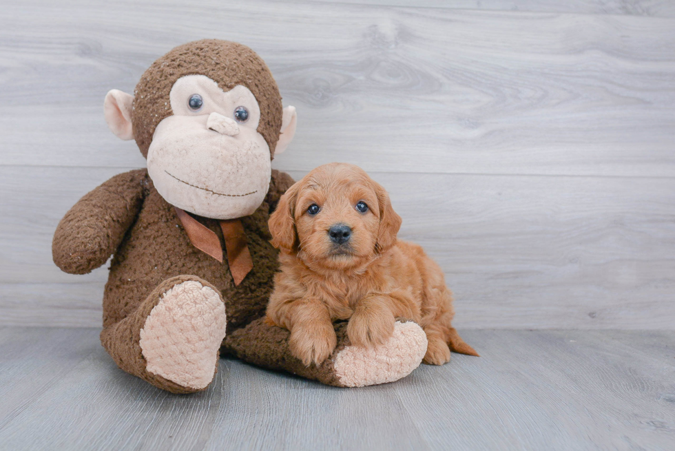 Mini Goldendoodle Pup Being Cute