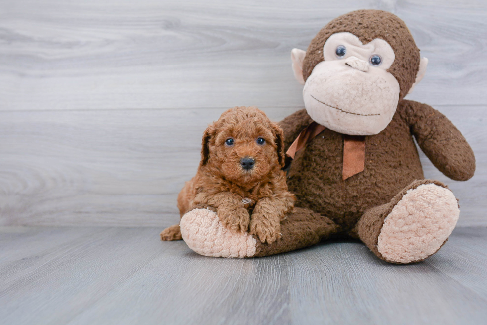 Funny Mini Goldendoodle Poodle Mix Pup