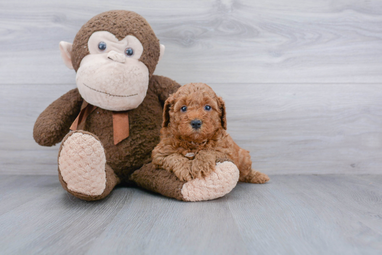 Funny Mini Goldendoodle Poodle Mix Pup