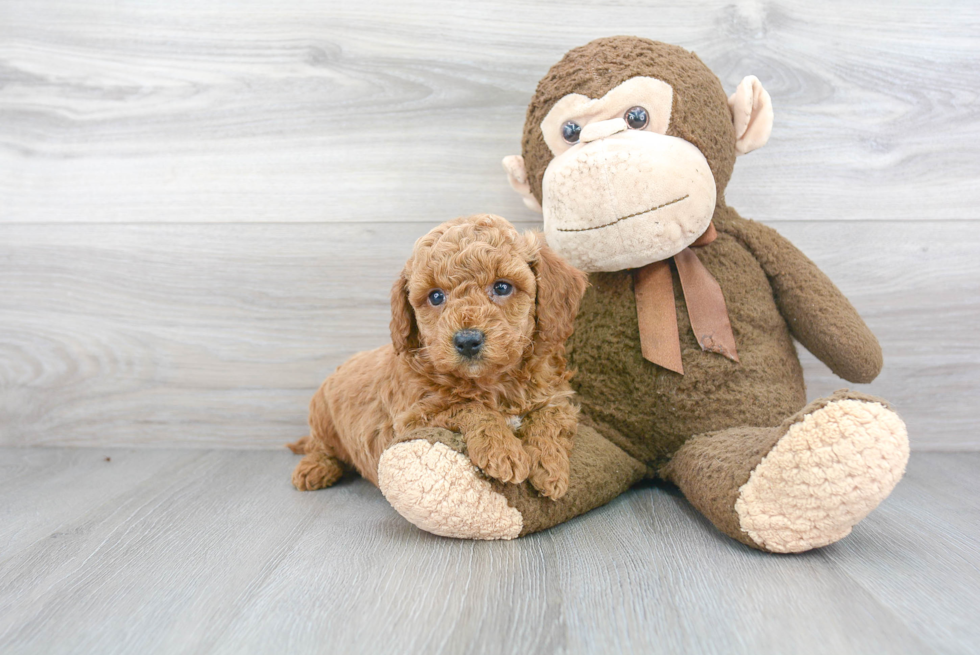 Mini Goldendoodle Pup Being Cute