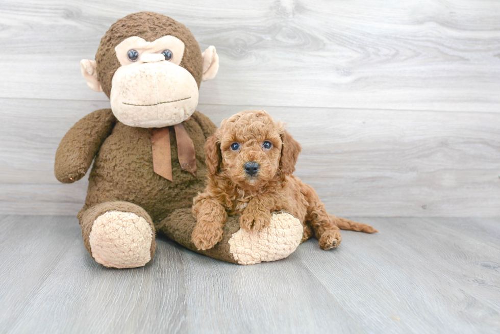 Hypoallergenic Golden Retriever Poodle Mix Puppy