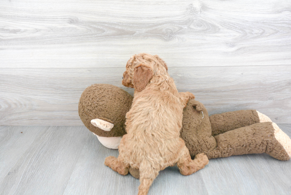 Friendly Mini Goldendoodle Baby