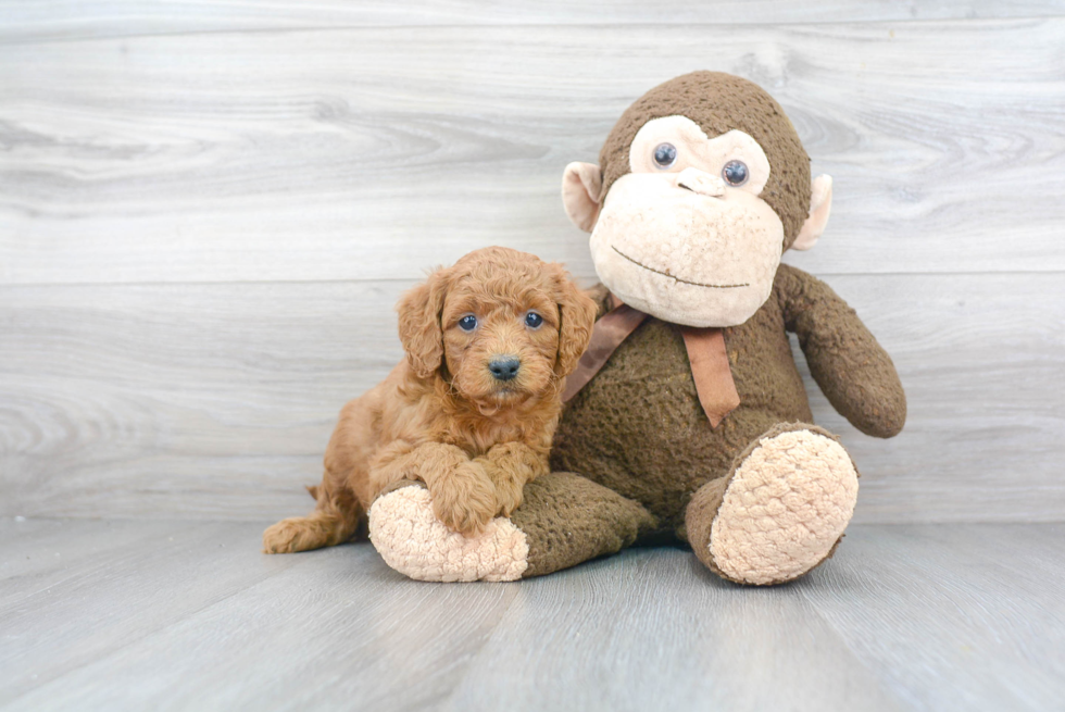 Popular Mini Goldendoodle Poodle Mix Pup