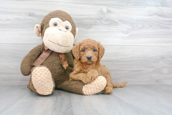 Hypoallergenic Golden Retriever Poodle Mix Puppy