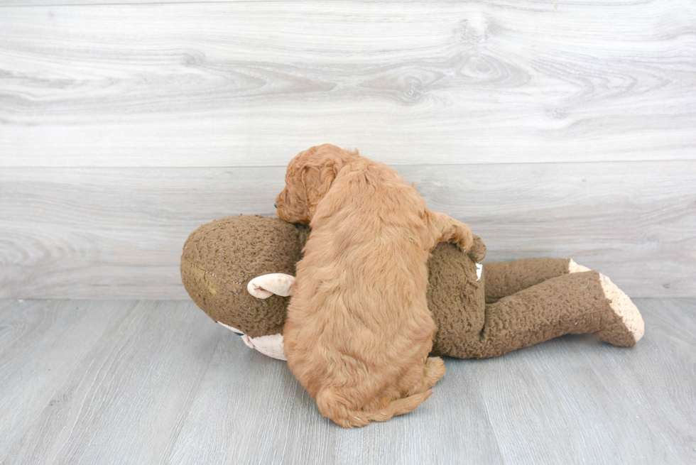 Best Mini Goldendoodle Baby