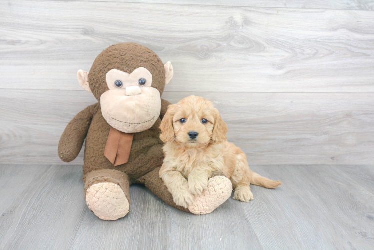 Mini Goldendoodle Pup Being Cute