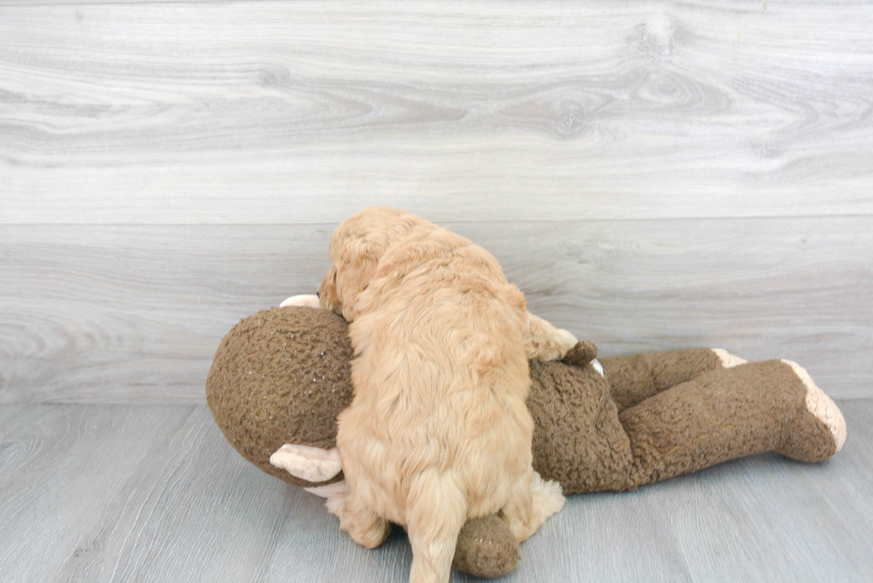 Little Golden Retriever Poodle Mix Puppy