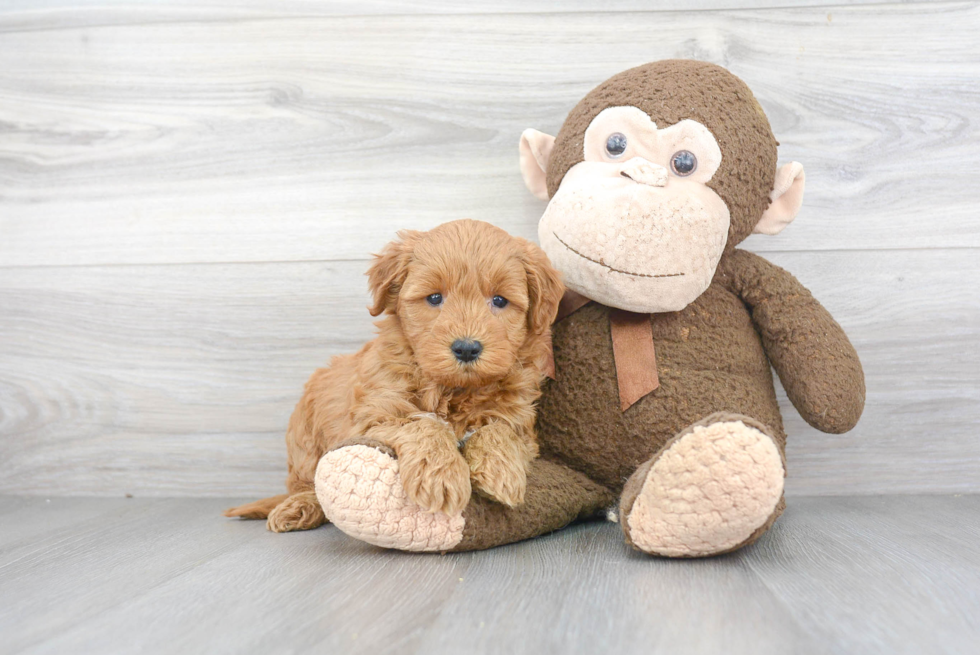 Playful Golden Retriever Poodle Mix Puppy