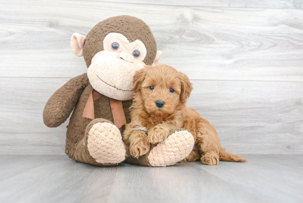 Mini Goldendoodle Puppy for Adoption