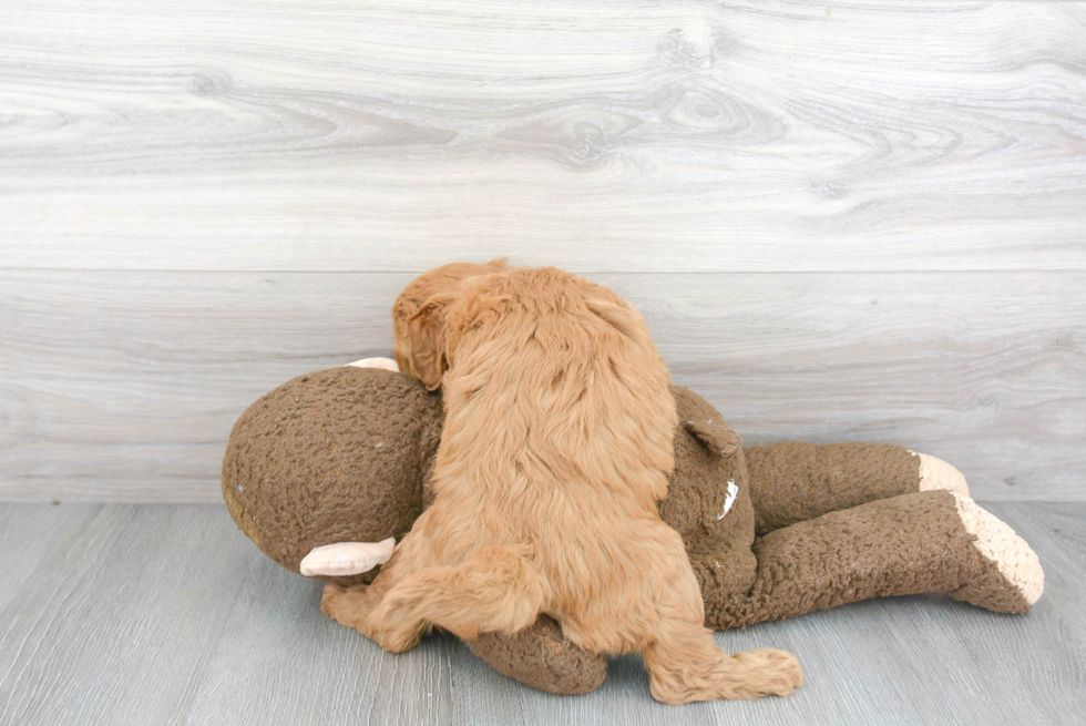 Best Mini Goldendoodle Baby