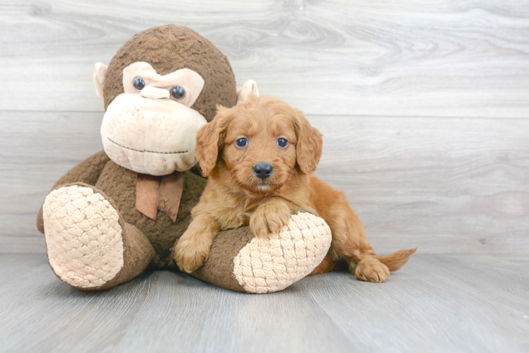 Hypoallergenic Golden Retriever Poodle Mix Puppy
