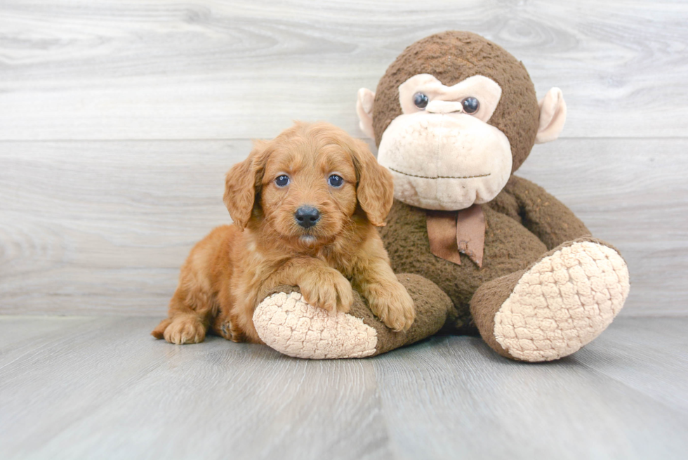 Smart Mini Goldendoodle Poodle Mix Pup