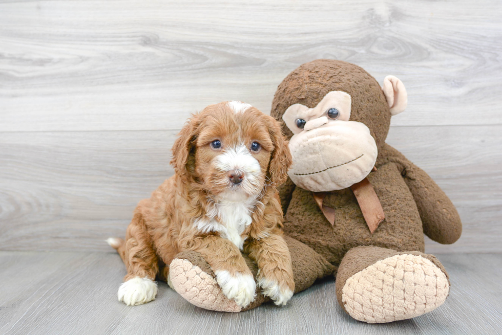 Smart Mini Goldendoodle Poodle Mix Pup