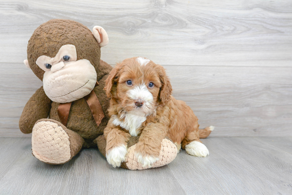 Sweet Mini Goldendoodle Baby