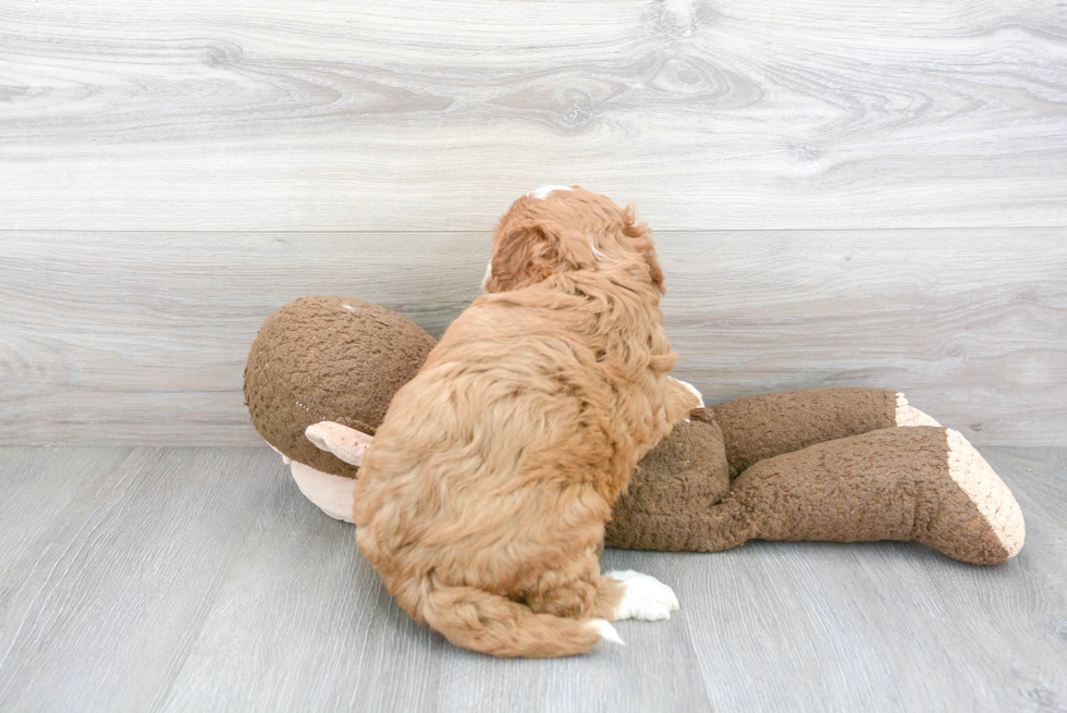 Mini Goldendoodle Puppy for Adoption