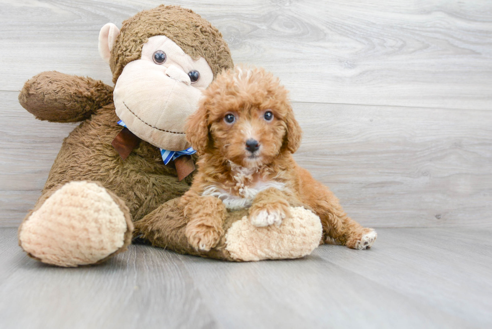 Little Golden Retriever Poodle Mix Puppy