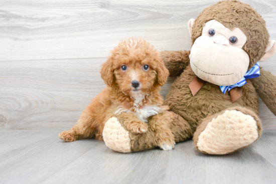 Adorable Golden Retriever Poodle Mix Puppy