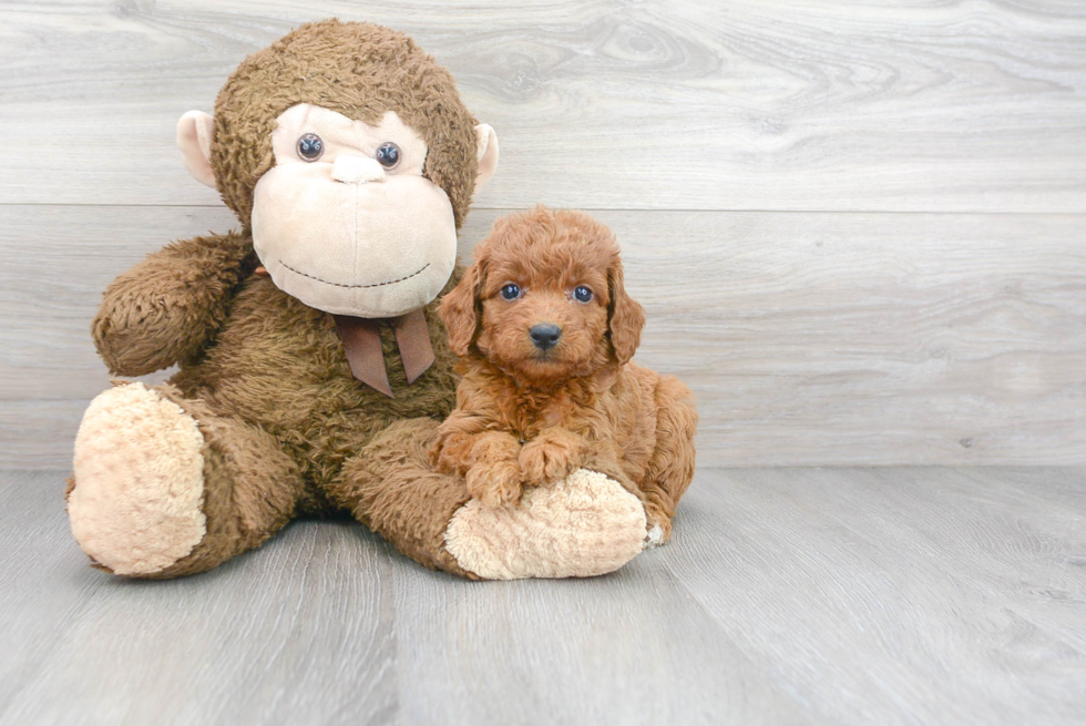 Mini Goldendoodle Puppy for Adoption