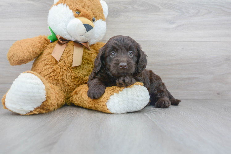 Best Mini Goldendoodle Baby